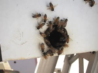 moving bees out of meter box